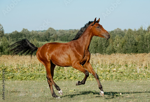 Fototapeta Naklejka Na Ścianę i Meble -  horse runs