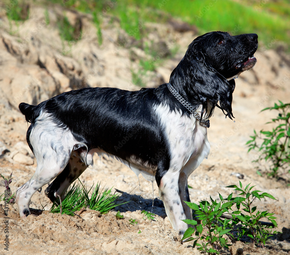 Training a hunting dog on the water. Russian Spaniel Training a hunting dog on the water. Russian Spaniel