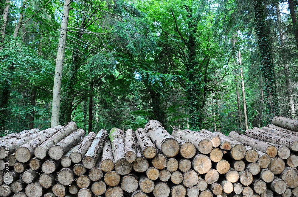 long log pile