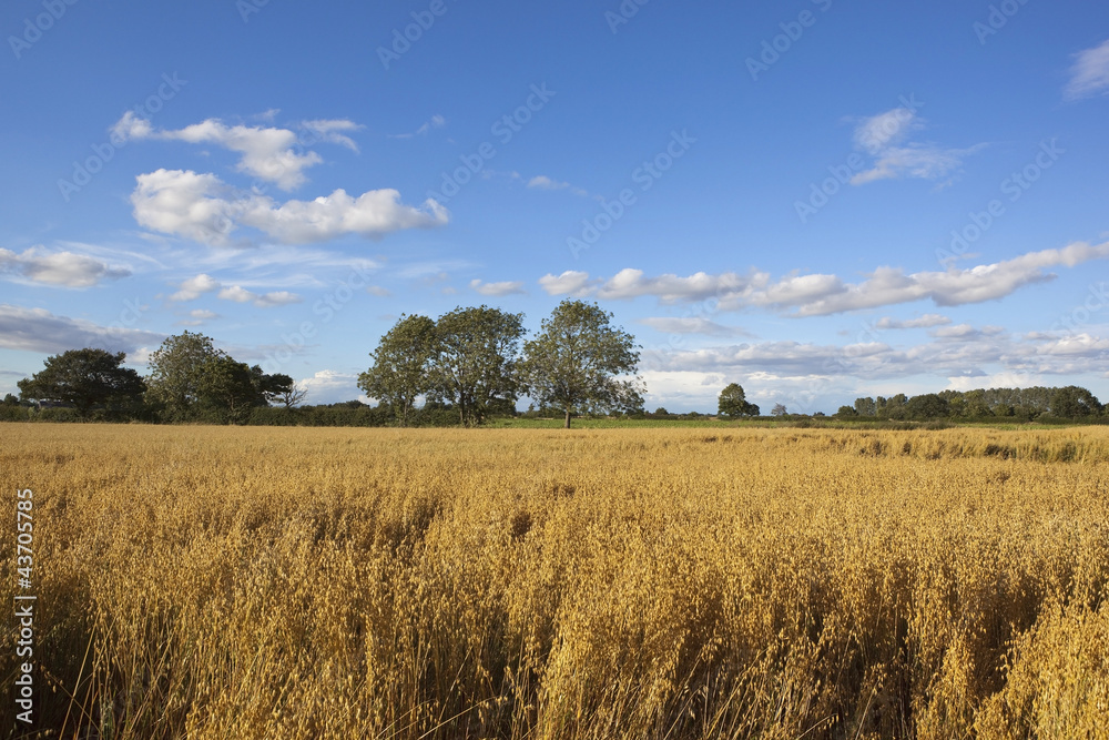 field of golden oats