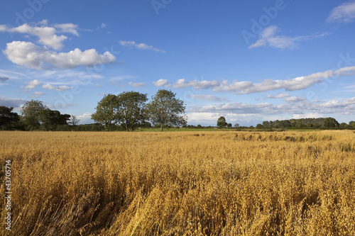 summer oat field