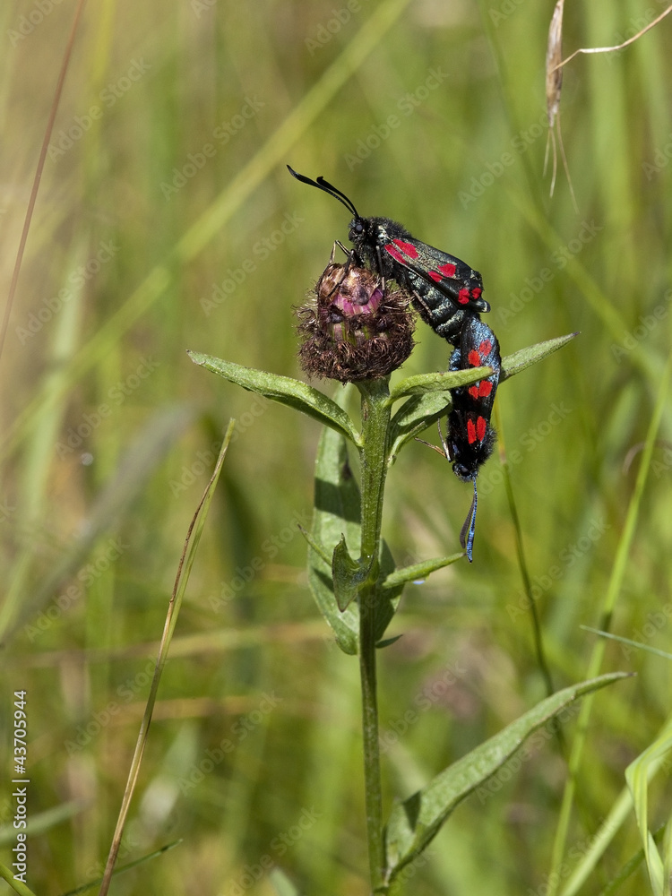 six spot burnet moths six spot burnet moths