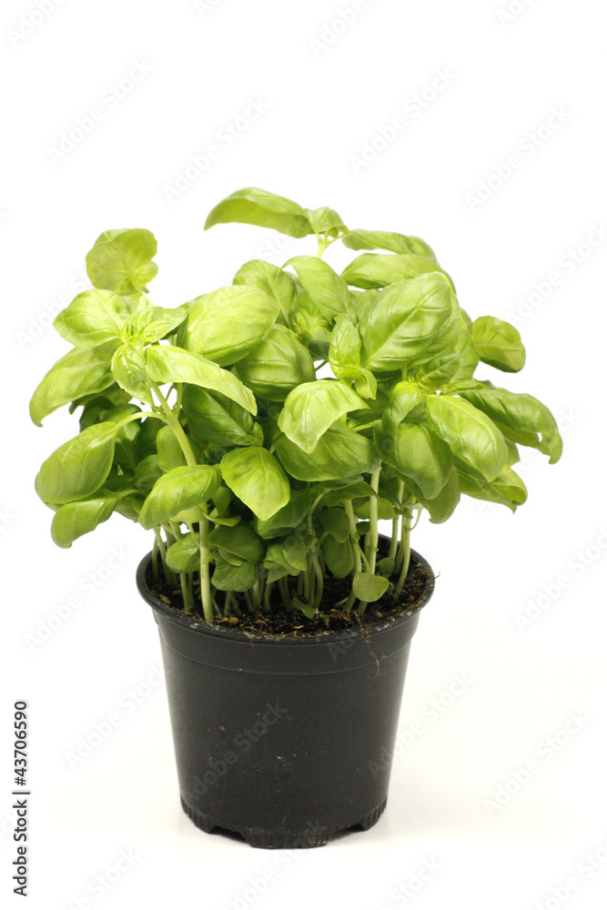 basilic basilic