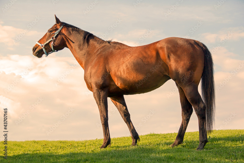Obraz premium Pretty bay mare