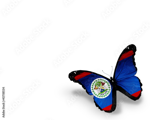 Belize flag butterfly, isolated on white background