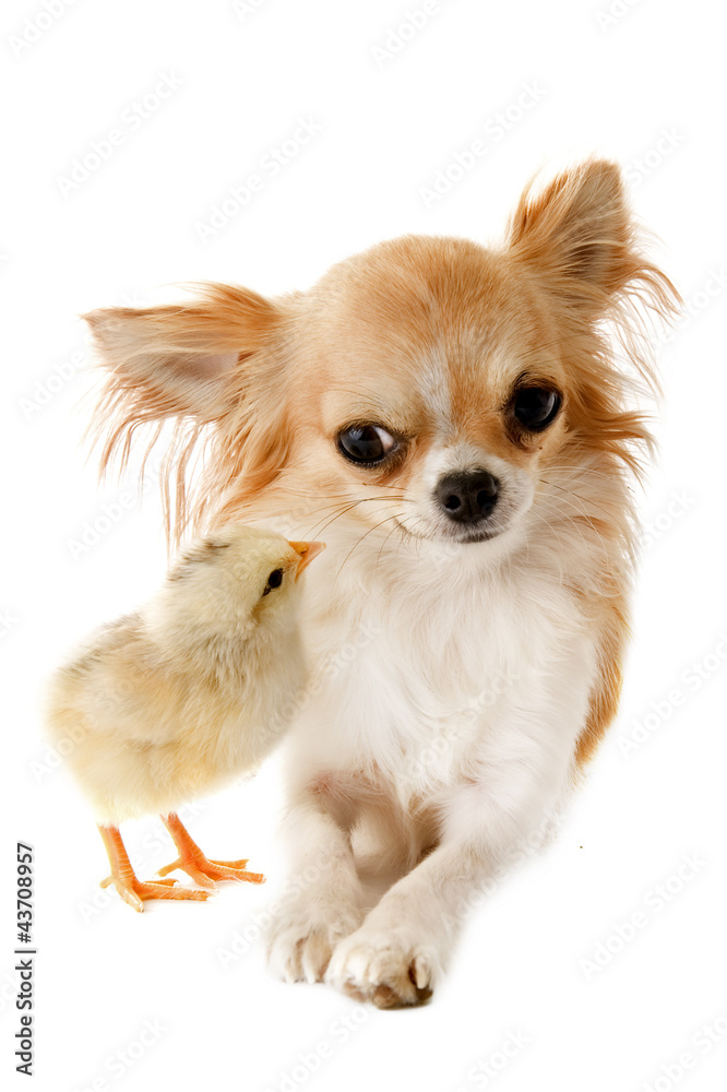 chihuahua and chick