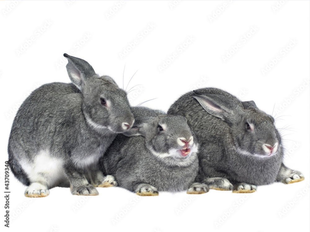 Obraz premium Three rabbits on a white background