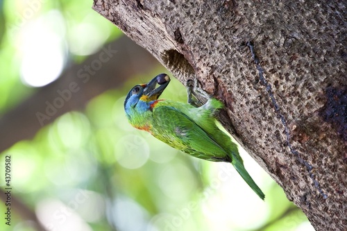 Muller's Barbet photo