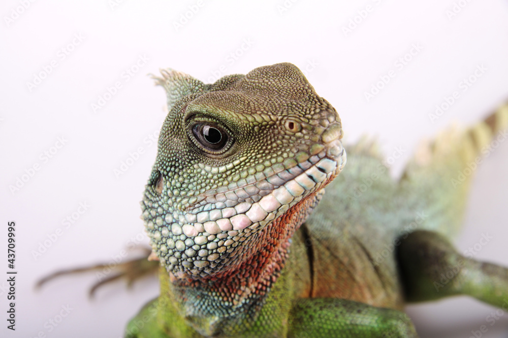 Obraz premium Leguan