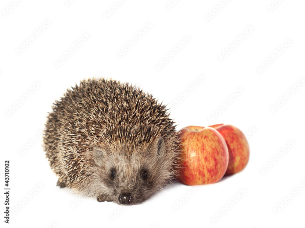 Obraz premium The hedgehog with apples on a white background.