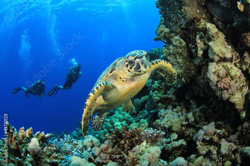 Hawksbill Turtle and Scuba Divers in the Red Sea