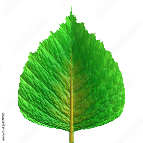 green leaf photo