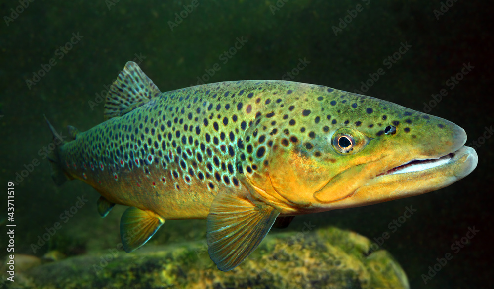 Underwater photo of The Brown Trout (Salmo Trutta).