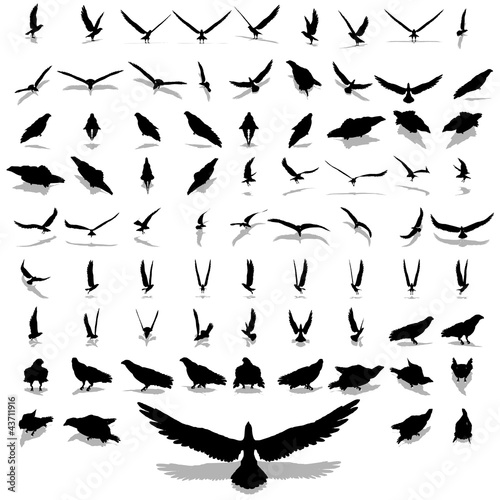 High resolution collection of black eagle silhouette isolated