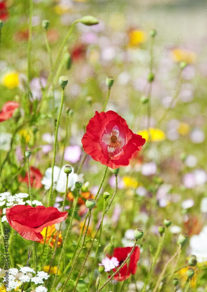 Obraz premium meadow with red poppies