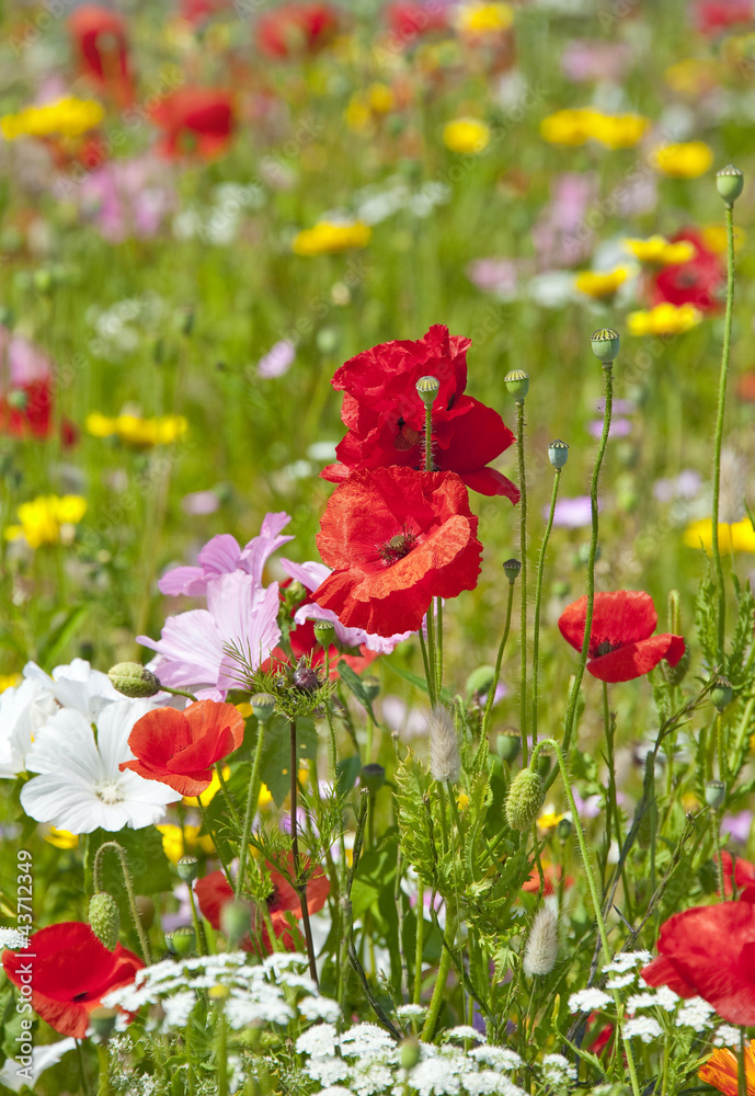 meadow with poppies meadow with poppies