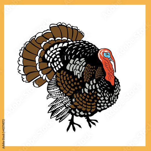 turkey on white background