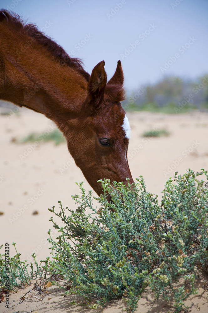 Arabian Foal