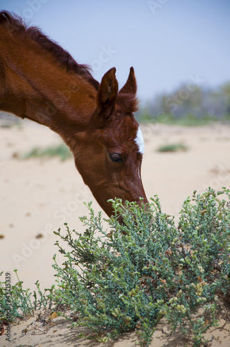 Obraz na płótnie Arabian Foal w salonie