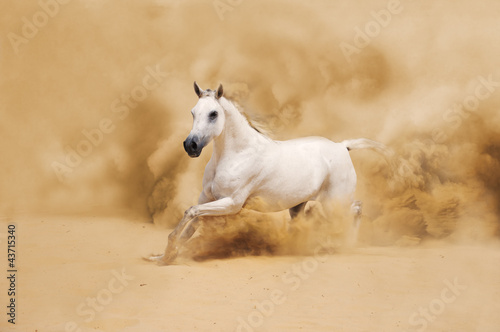 Obraz na płótnie White Arabian Horse running in desert w salonie