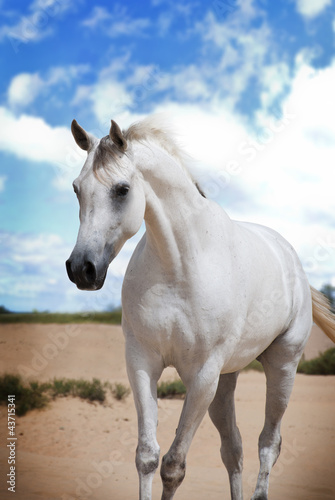 An Arabian Horse on a pasture