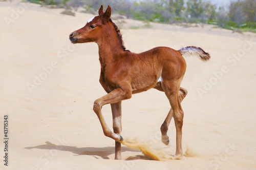 Arabian Foal