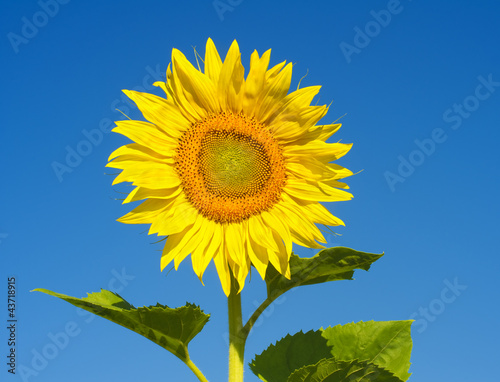 sunflower against blue sky