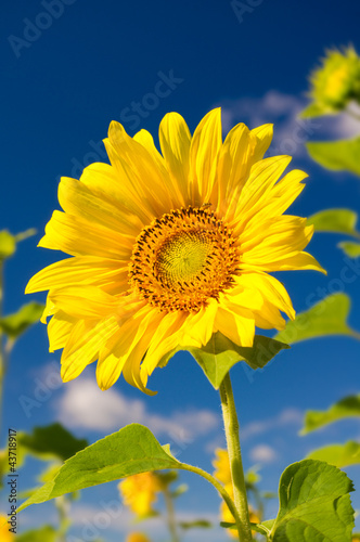Sunflower on a farmer field