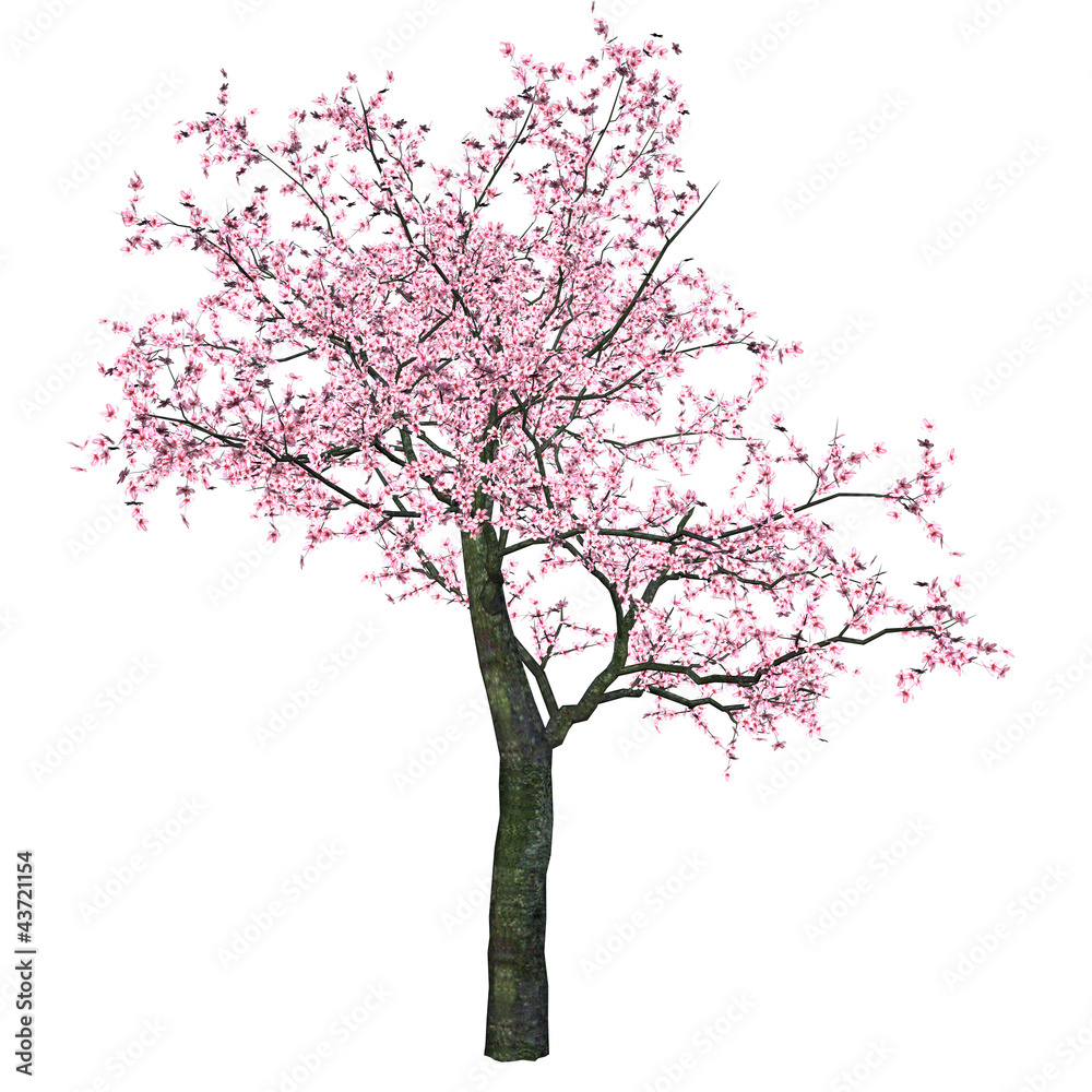 Fototapeta premium Pink Cherry Tree (Sakura)