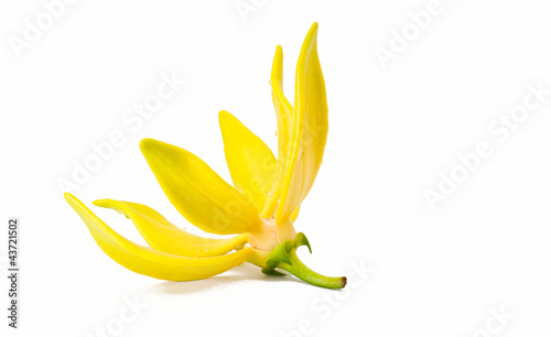 Ylang-Ylang Flower on white background