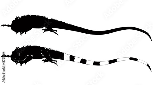 iguana animal isolated on white background