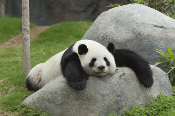 Fotobehang Panda Slapende reuzenpanda tussen takken  © leeyiutung