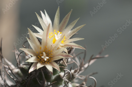 Flowering Turbinicarpus flaviflorus