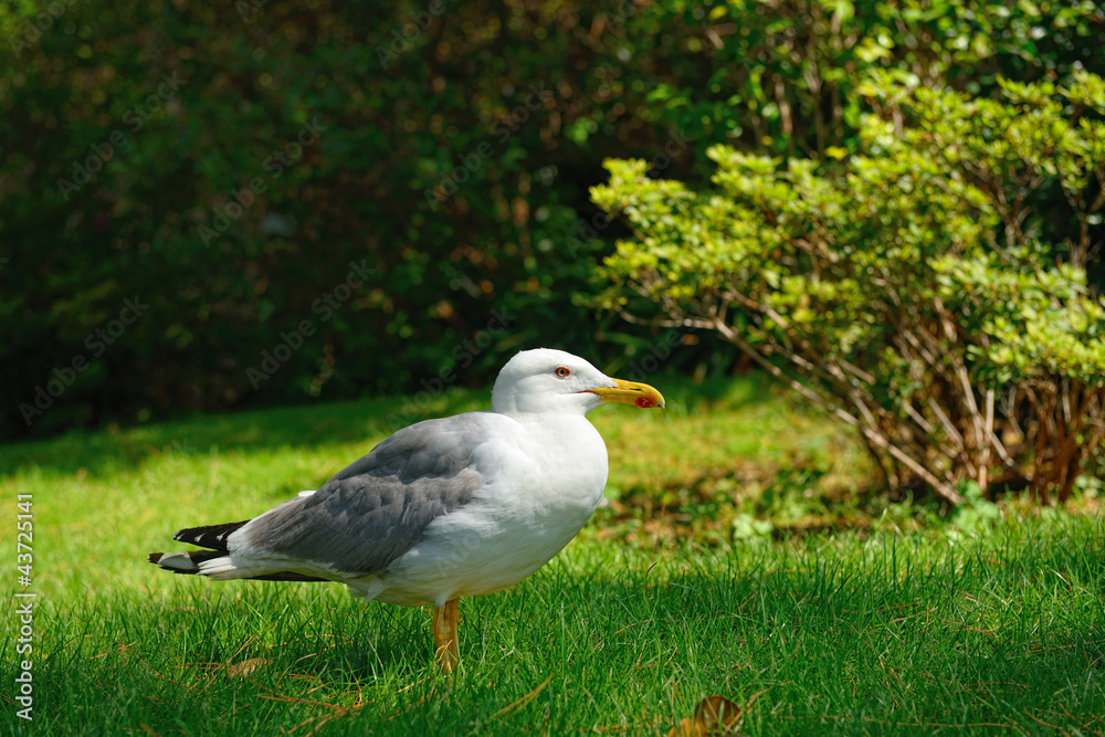 seagull seagull