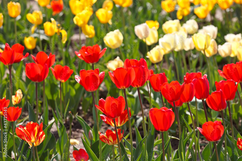 beautiful tulips beautiful tulips