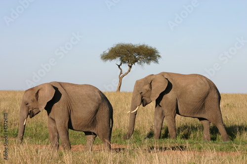 Elefanten  Elephants in African Savannah