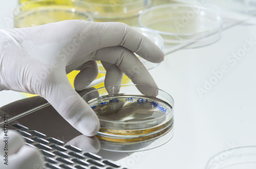 Manos de científico con placas de cultivo de bacterias photo
