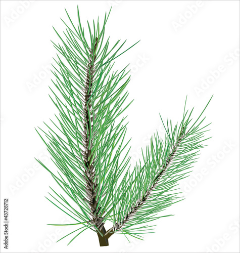Pine branch on white background vector