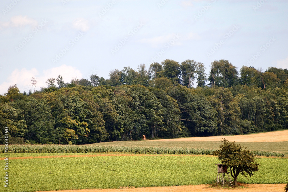 Fototapeta premium Mischwald