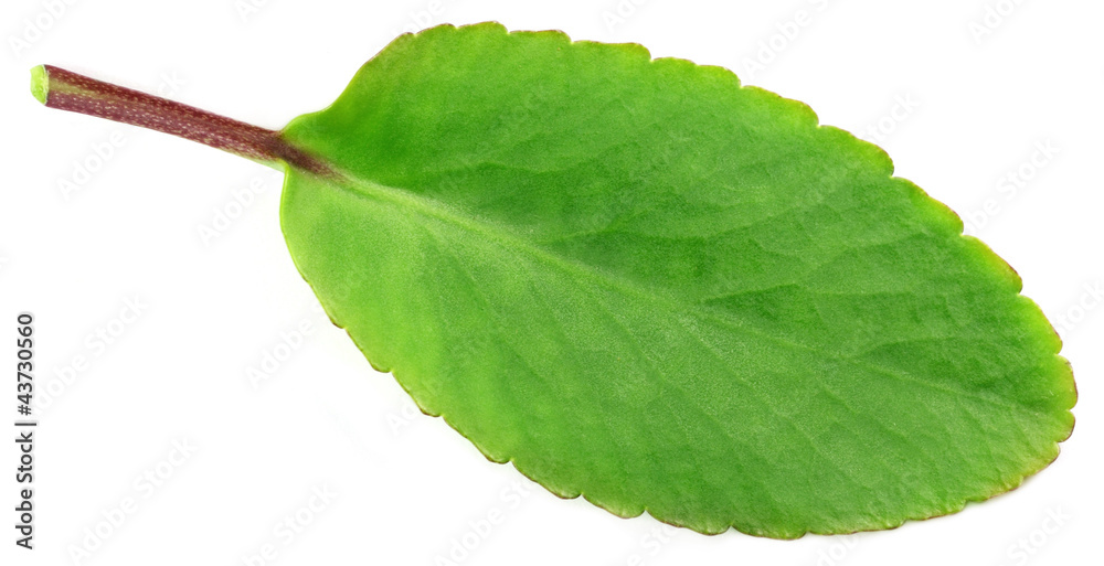 Fototapeta premium Medicinal Kalanchoe or Patharkuchi leaf