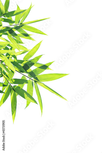 Bamboo leaves