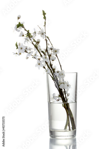 beautiful cherry blossom in vase isolated on white