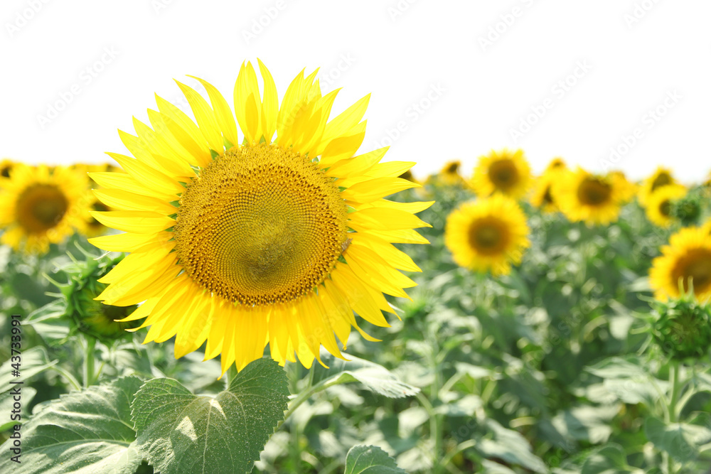 Sunflower field