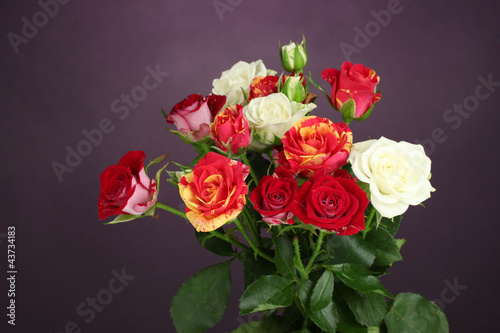 Bouquet of beautiful roses on purple background close-up