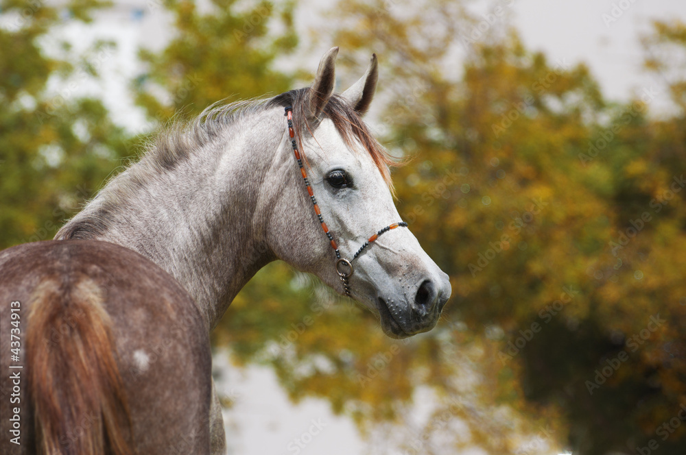 Arabian Horse on a pasture