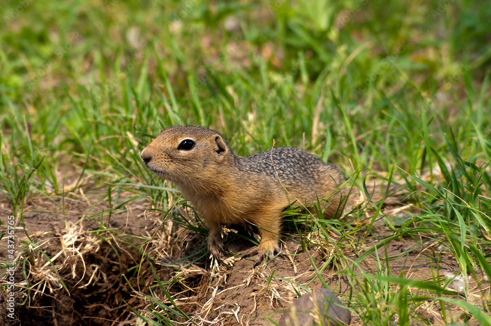 gopher_5853 gopher_5853