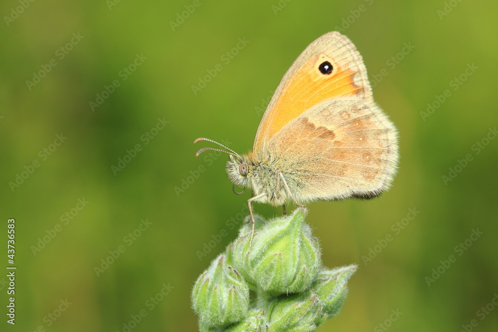 Obraz premium butterfly