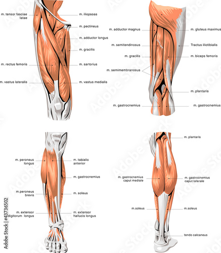 Fotografiet leg muscles