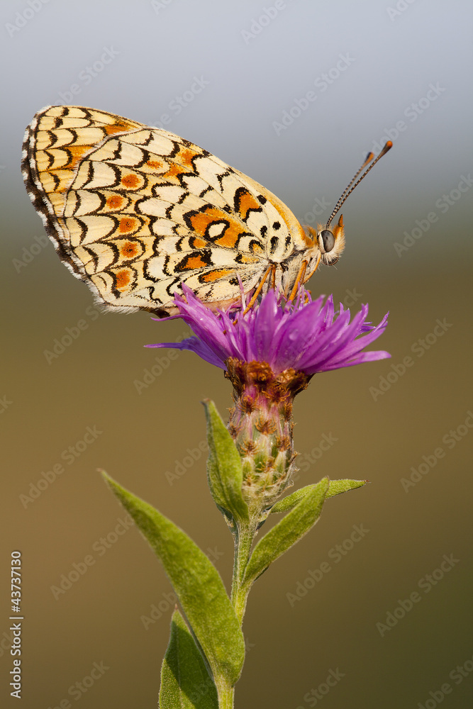 Obraz premium melitaea