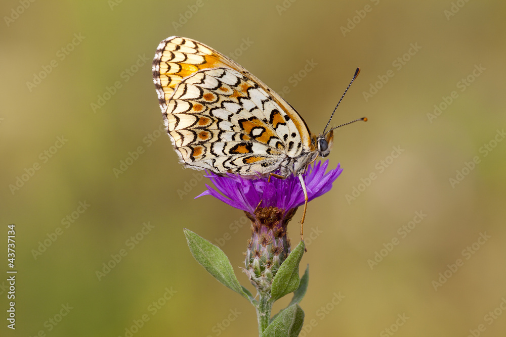 Obraz premium melitaea